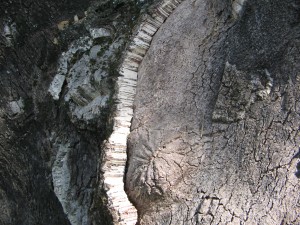 strato di sughero in accrescimento