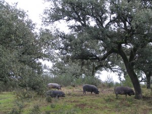 Maiali iberici al pascolo