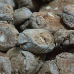 I cavallucci!