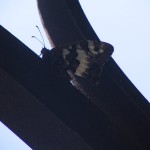 Farfalla provenzale