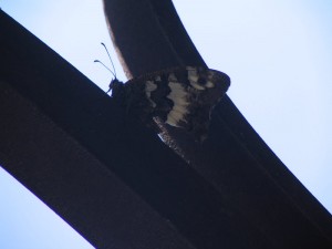 Farfalla provenzale