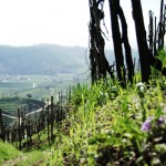 oste9