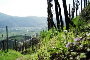 oste9