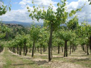 Vigna di Fiano