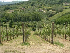 Vigne Donnachiara
