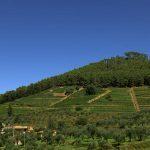 montepepe_vigneto1 montepepe_vigneto1