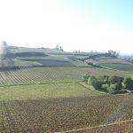 StEmilion_vignoble StEmilion_vignoble