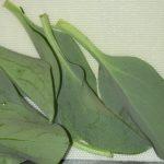 Oyster-Leaves