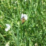 Ape su fiori di cicerchia: notare il polline sulle zampe