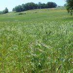 Campo di farro dicocco