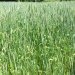 La "collinetta" più fertile nel farro