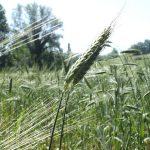 Spiga di farro dicocco