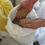 Grano tenero, varietà Bolero e Bologna