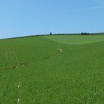 La collina dei legumi
