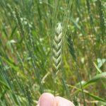 Spiga di farro spelta
