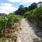 Vigneti a Montmartre