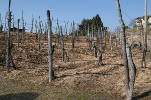 Terreno a matrice acida Masserano, nord Piemonte