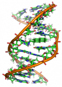250px-Benzopyrene_DNA_adduct_1JDG