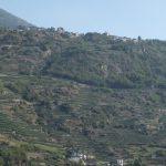 vigne Valtellina