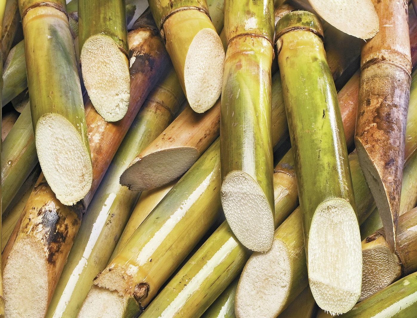 Б сахарный тростник. Сахарный тростник в Бразилии. Сахарный тростник в Тайланде. Монако сахарный тростник. Сахарный тростник в Латинской Америке.