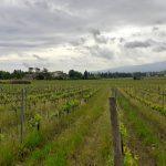 sardi vigne 3 150x150 Quaderni lucchesi/2 – Valle del Sole e Fattoria Sardi
