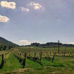 20210603 164758 150x150 I vini delle terre di Arezzo: ma chi l’ha detto che non c’è?