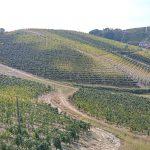 20220923 153650 HDR 150x150 9 ottobre, 10 sorprendenti vini bio protagonisti a Ponsacco