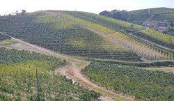 9 ottobre, 10 sorprendenti vini bio protagonisti a Ponsacco (PI)